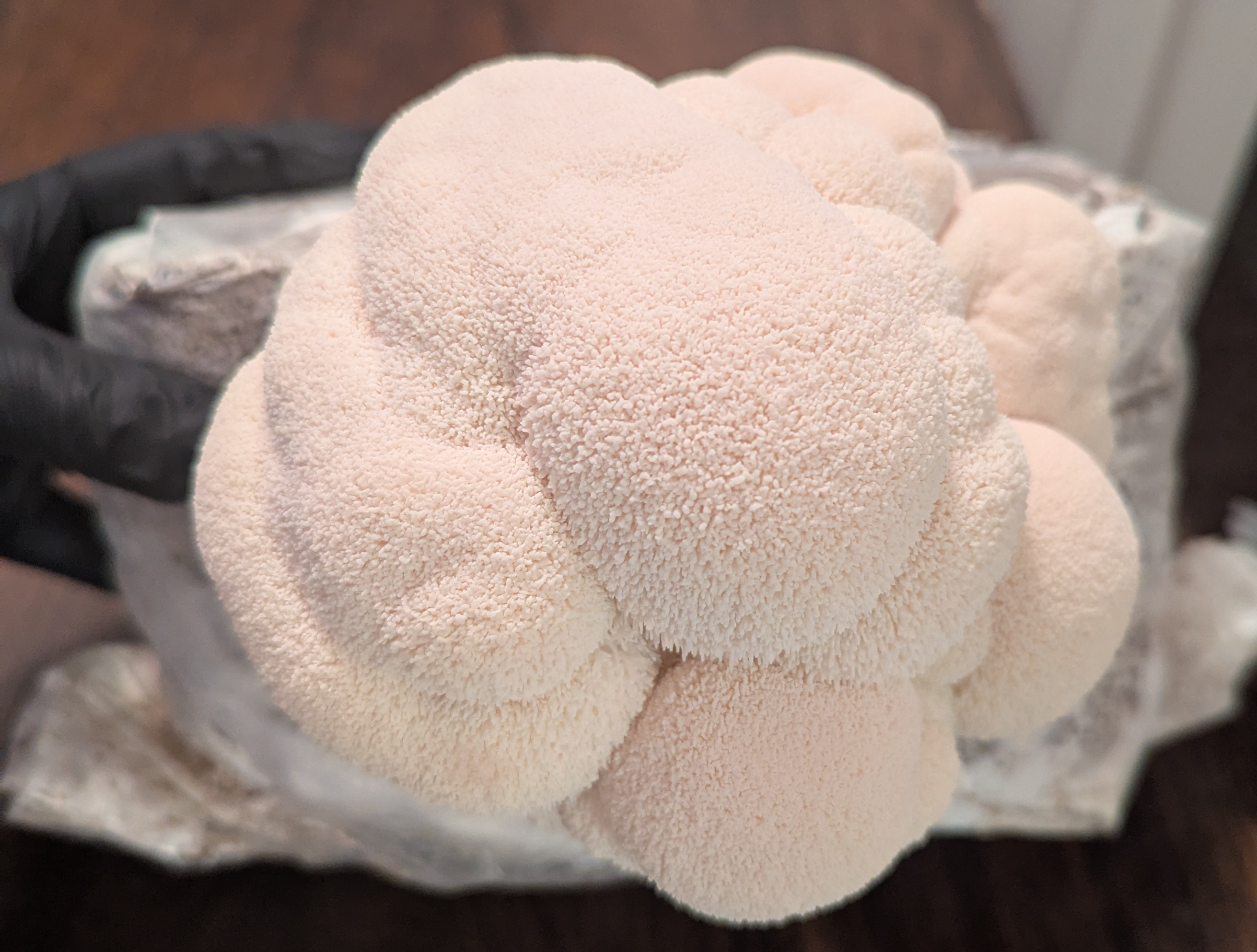 Lion's Mane Mushrooms